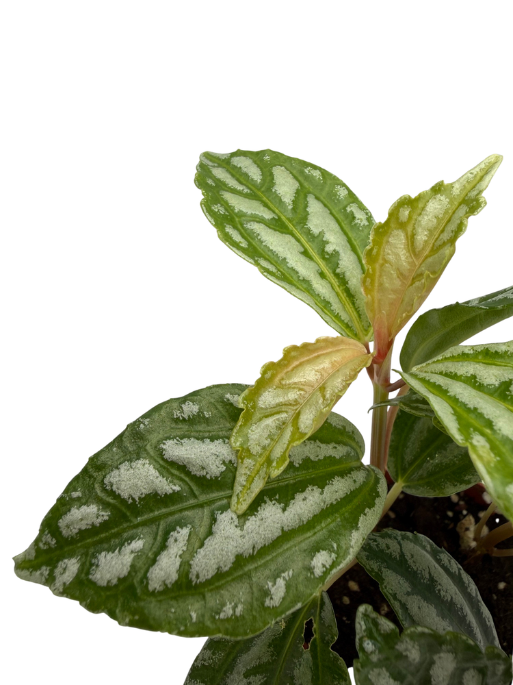 Hirt's Aluminum Plant - Pilea cadierei - Showy House Plant - 2.5" Pot
