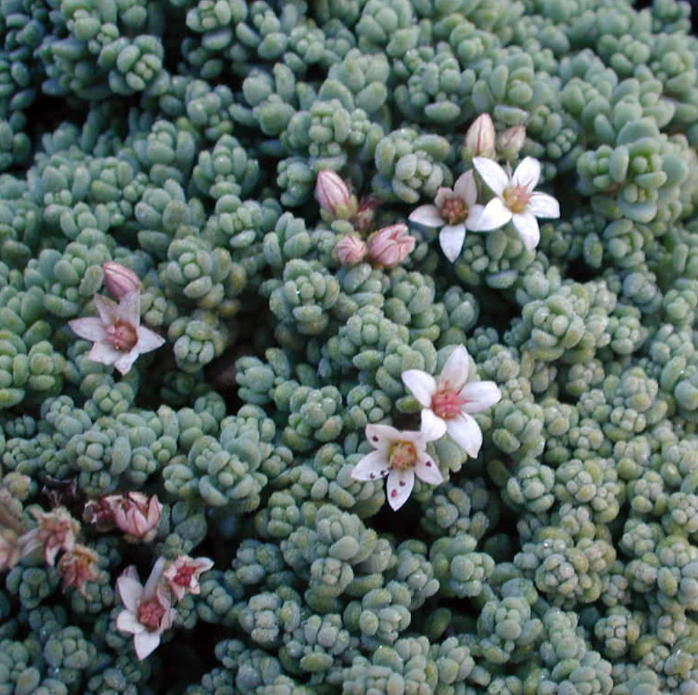 Corsican Blue Tears Sedum - Sedum dasyphyllum  - Indoors or Out - 2.5" Pot