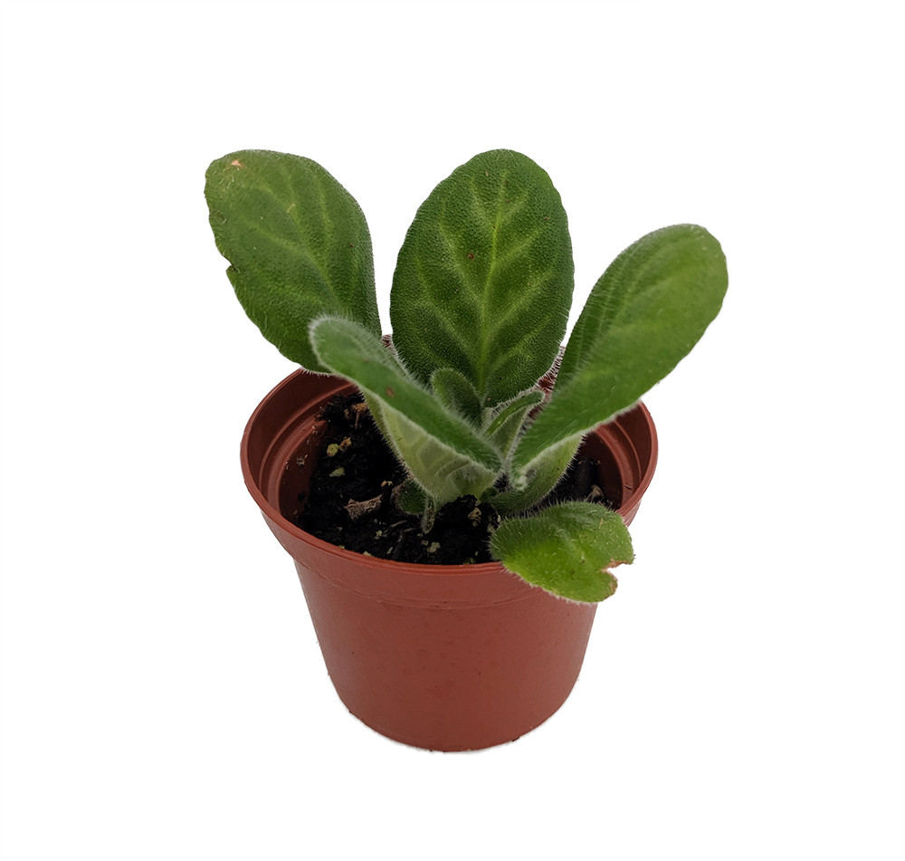 Summer Song Asian Violet - Primulina - 2.5" Pot - Everblooming House Plant