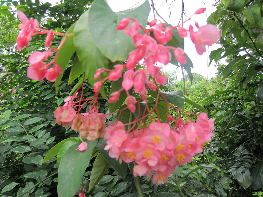 Heirloom Pink Angel Wing Begonia dietrichiana - 2.5" Pot - Great House Plant