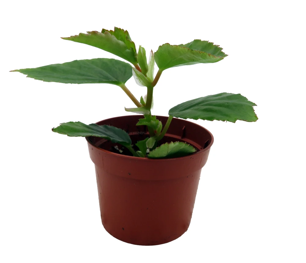 Heirloom Pink Angel Wing Begonia dietrichiana - 2.5" Pot - Great House Plant
