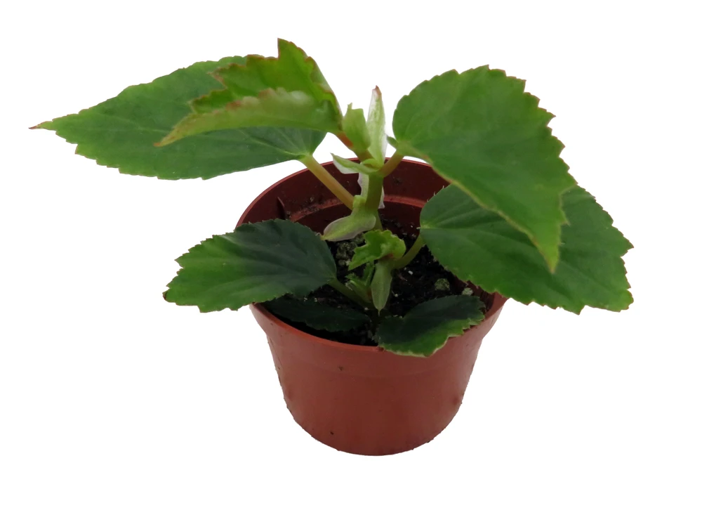 Heirloom Pink Angel Wing Begonia dietrichiana - 2.5" Pot - Great House Plant