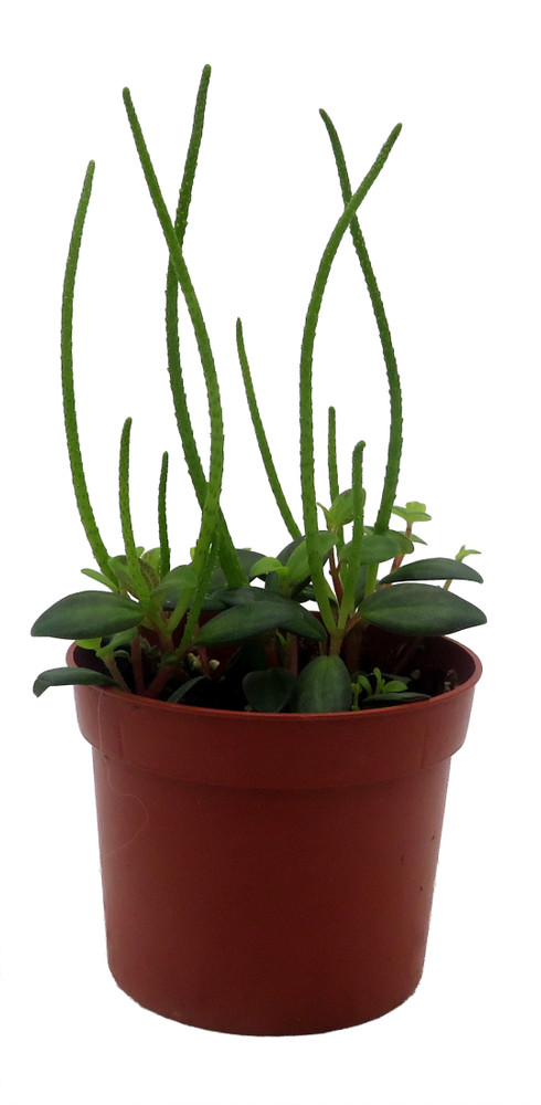 La Laja Trace Peperomia Plant - 2.5" Pot