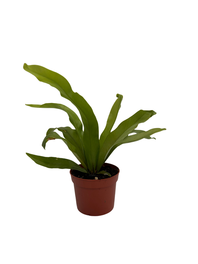 Japanese Bird's Nest Fern - 2.5" Pot - Asplenium