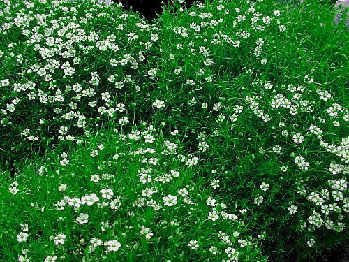 Irish Moss - Sagina Subulata - House Plant or Very Hardy Groundcover - 2.5" Pot