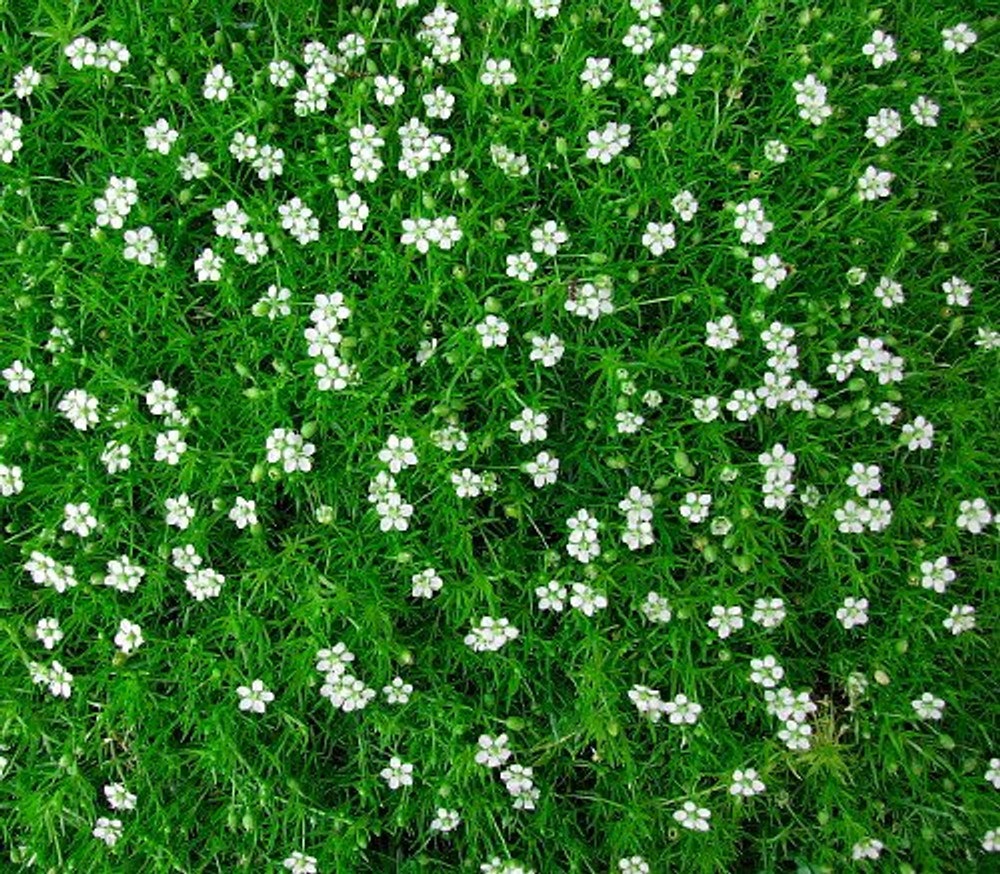 irish moss ground cover