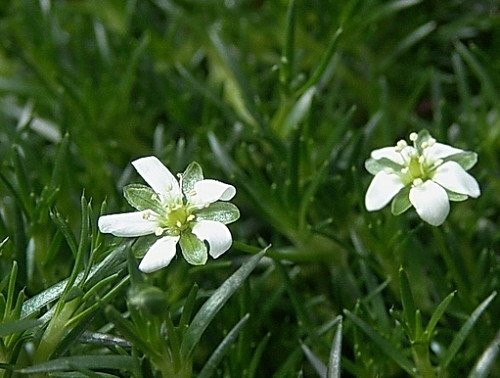 Irish Moss - Sagina Subulata - House Plant or Very Hardy Groundcover - 2.5" Pot
