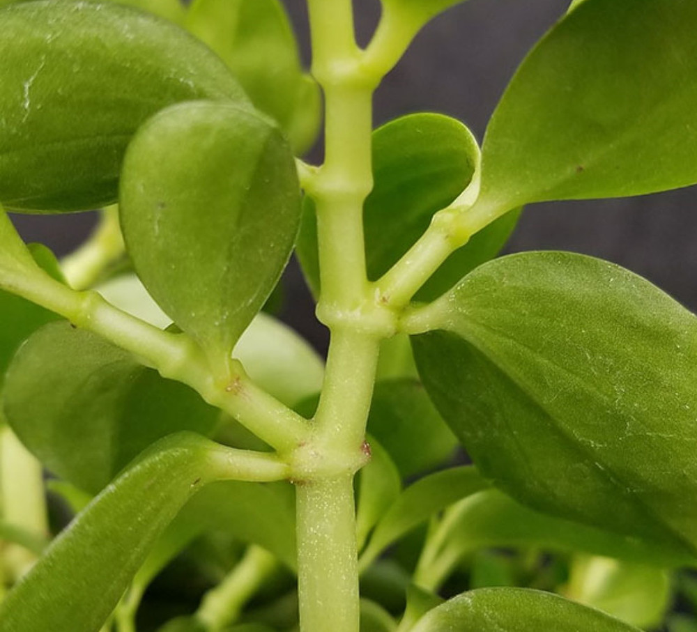 Rare Bamboo Stalks Peperomia  2.5" Pot - Collector's Series
