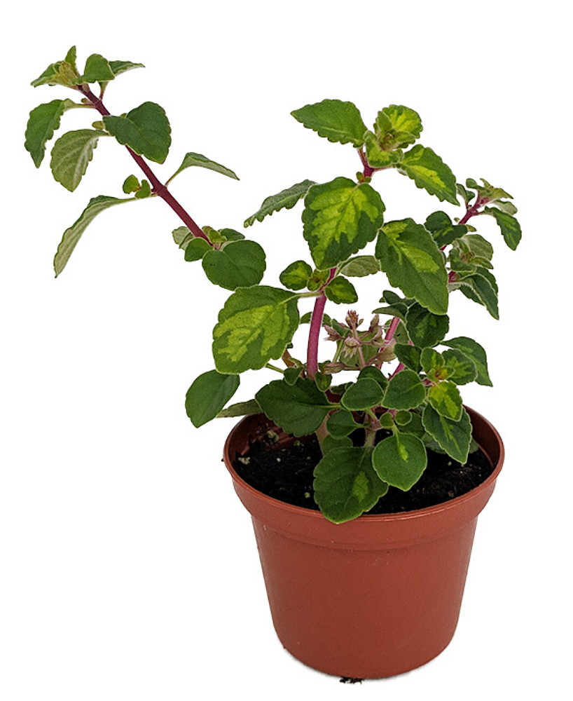 Lemon Lime Kandy Kisses Plant - Hemizygia - 2.5" Pot - Easy to Grow House Plant