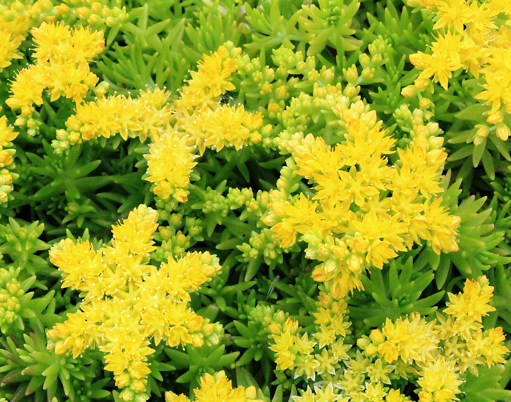 Lemon Ball Sedum - Stonecrop - 2.5" Pot - Indoors or Out