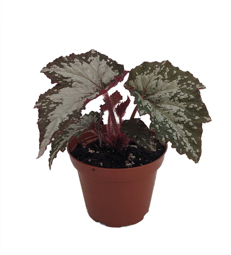 Moonlit Snow Begonia Plant - 3.75" Pot- Terrarium/Fairy Garden/HousePlant