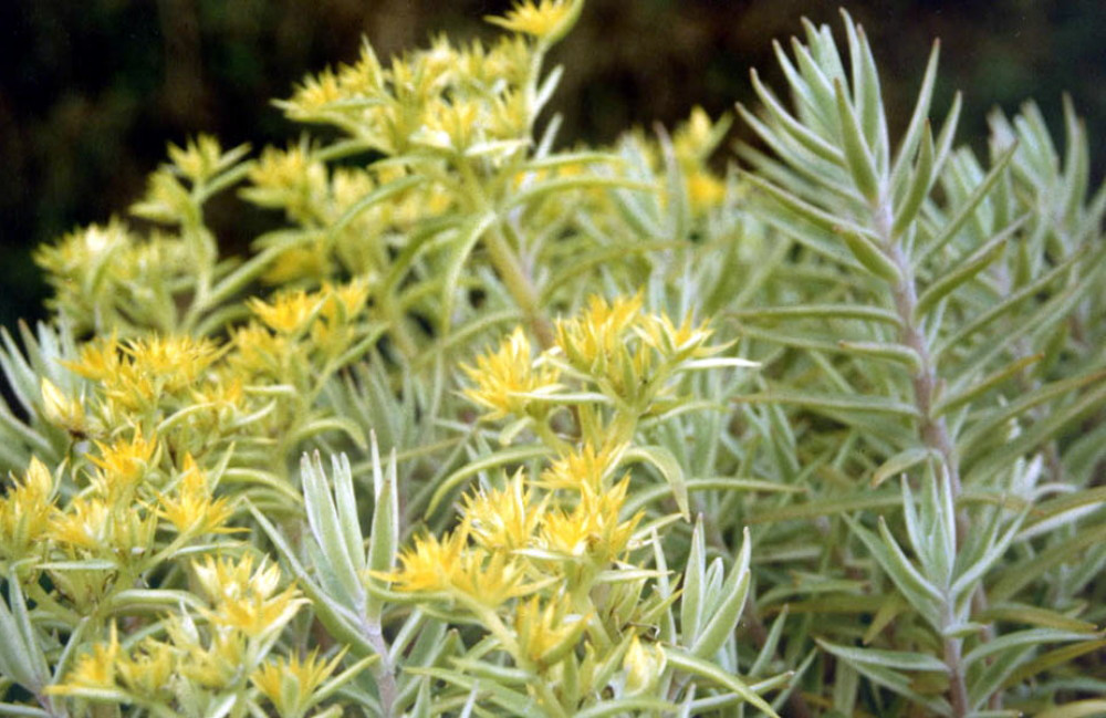 Creme n' Green Needle Sedum lineare var. - 2.5" Pot - Fairy Garden/House Plant