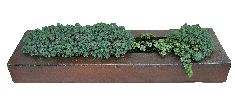 Blue Ball Sedum - Hardy Perennial Groundcover or Indoors - 2.5" Pot