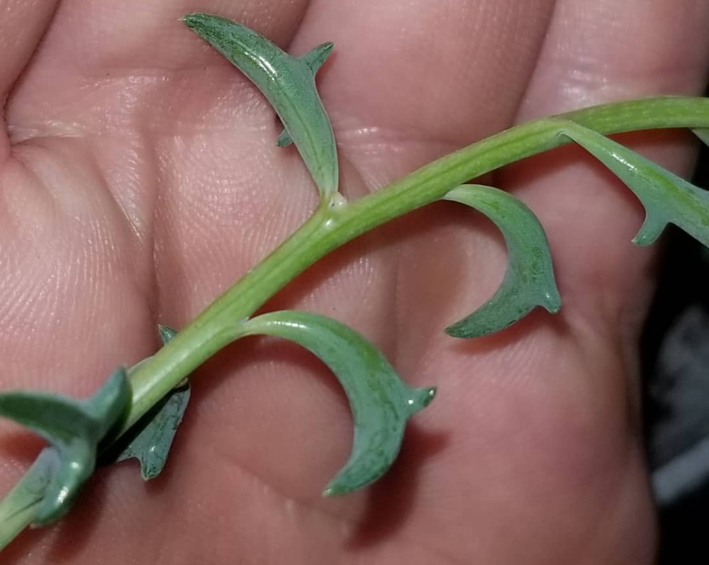 SALE - String of Dolphins Succulent - Senecio peregrinus - 6" Hanging Basket