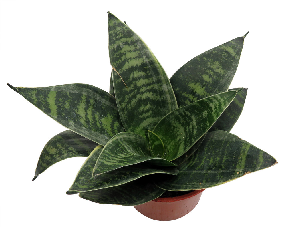 Forest Star Snake Plant - Sansevieria - Almost Impossible to Kill - 3.7" Pot