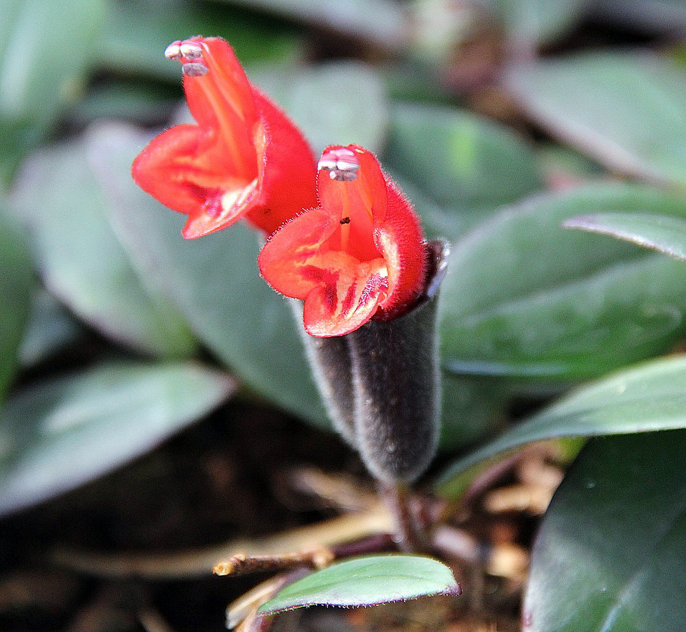 Creme & Green Lipstick Plant - 6" Hanging Pot - Aeschynanthus - Easy House Plant