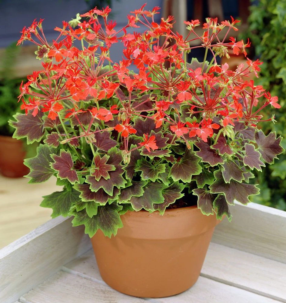 Exotic Heirloom Vancouver Centennial Geranium - Inside/Out - 3.75" Pot