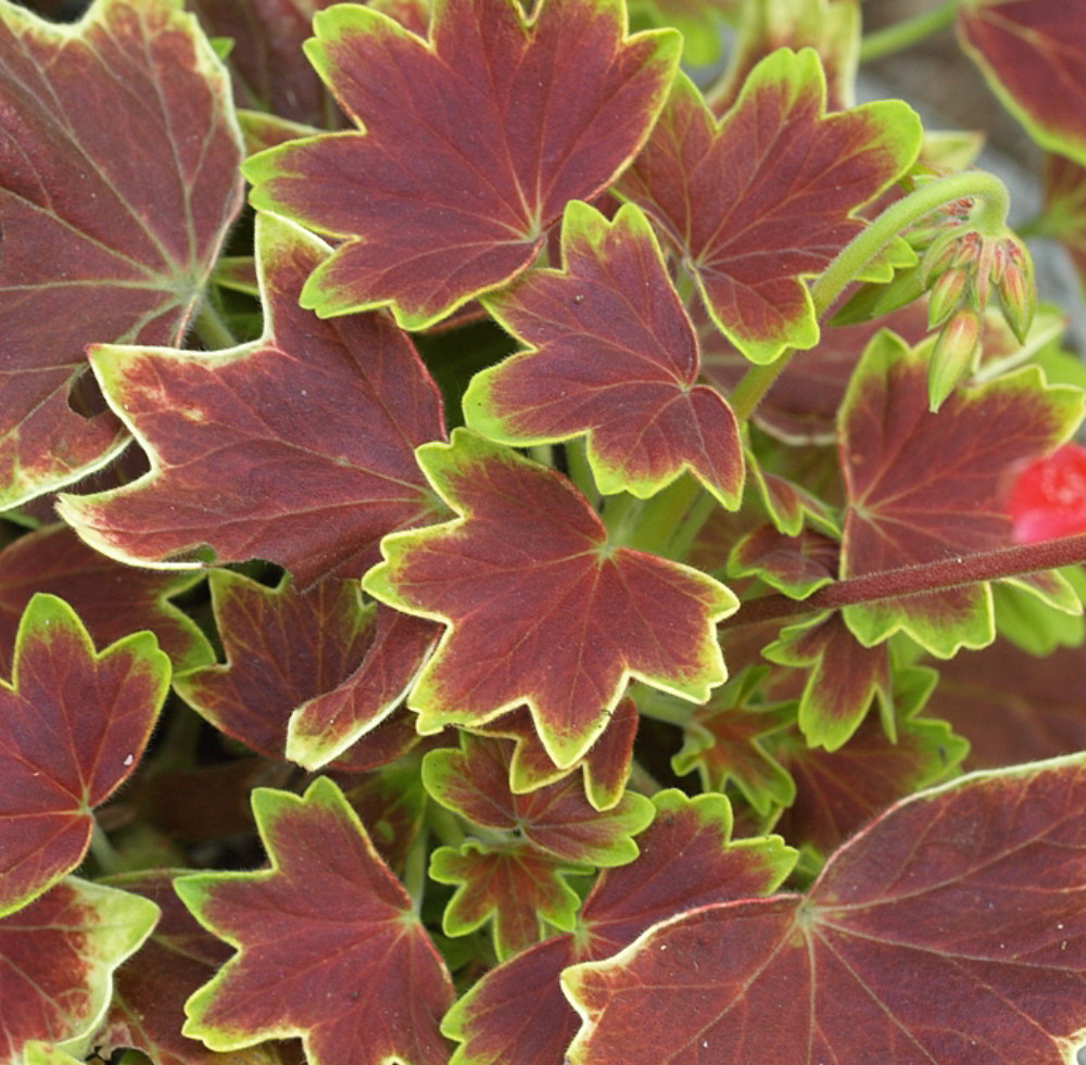 Exotic Heirloom Vancouver Centennial Geranium - Inside/Out - 3.75" Pot