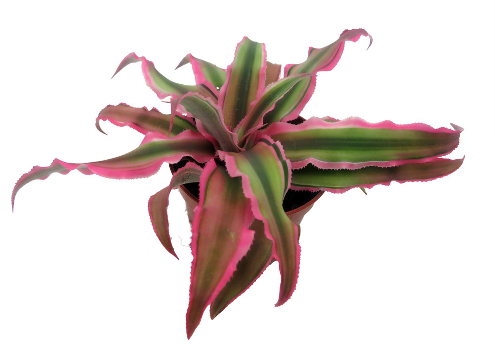 Pink Earth Star Plant - Cryptanthus - 2.5" Pot