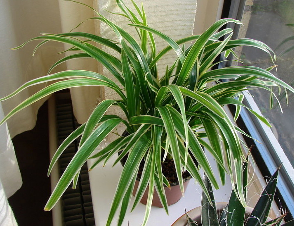 Chlorophytum comosum, Variegated Spider Plant