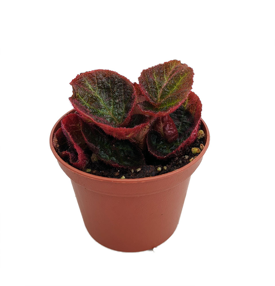 Brazilian Species Begonia Plant - 2.5" Pot- Terrarium/Fairy Garden/HousePlant