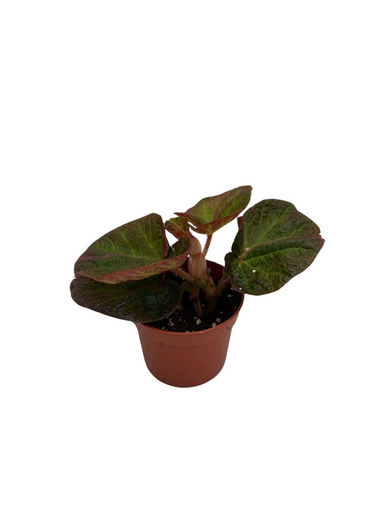 Brazilian Species Begonia Plant - 2.5" Pot- Terrarium/Fairy Garden/HousePlant