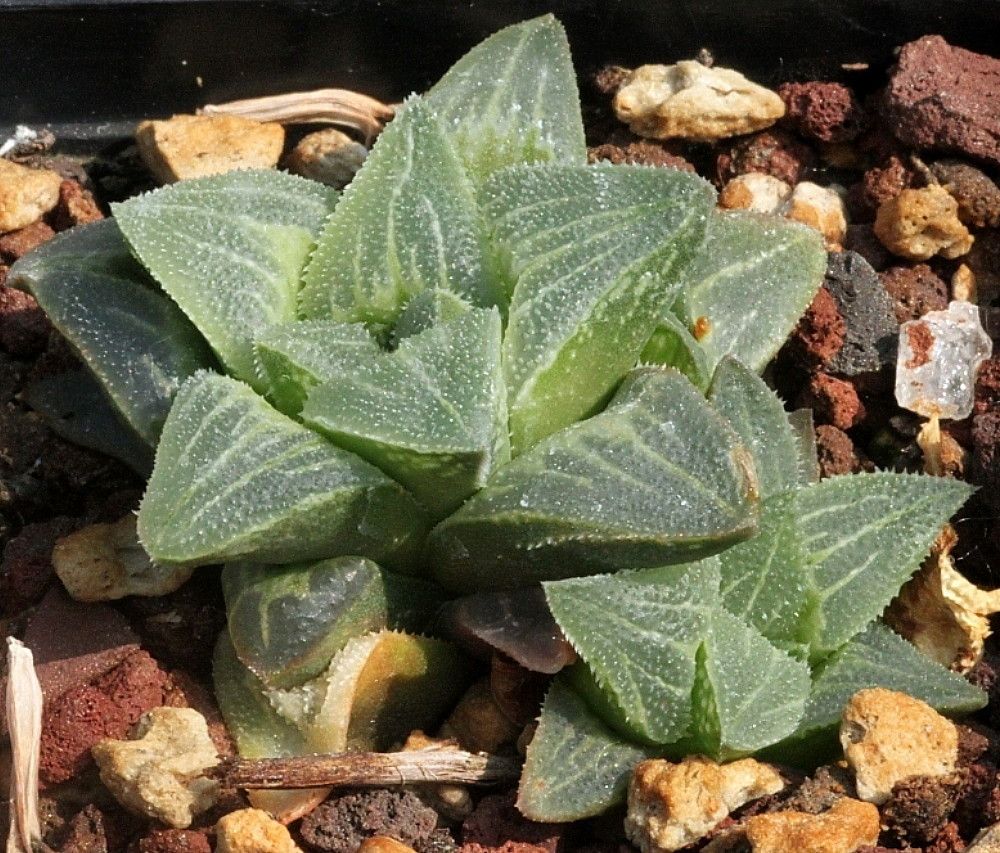 Pygmy Windowpane Succulent Plant - Haworthia retusa -2.5" Pot-Collector's Series