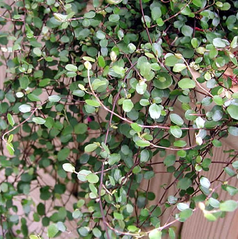 Biblical Angel Vine - Muehlenbeckia -Houseplant/Terrarium/Fairy Garden-3.7" Pot