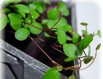 Biblical Angel Vine - Muehlenbeckia -Houseplant/Terrarium/Fairy Garden-3.7" Pot