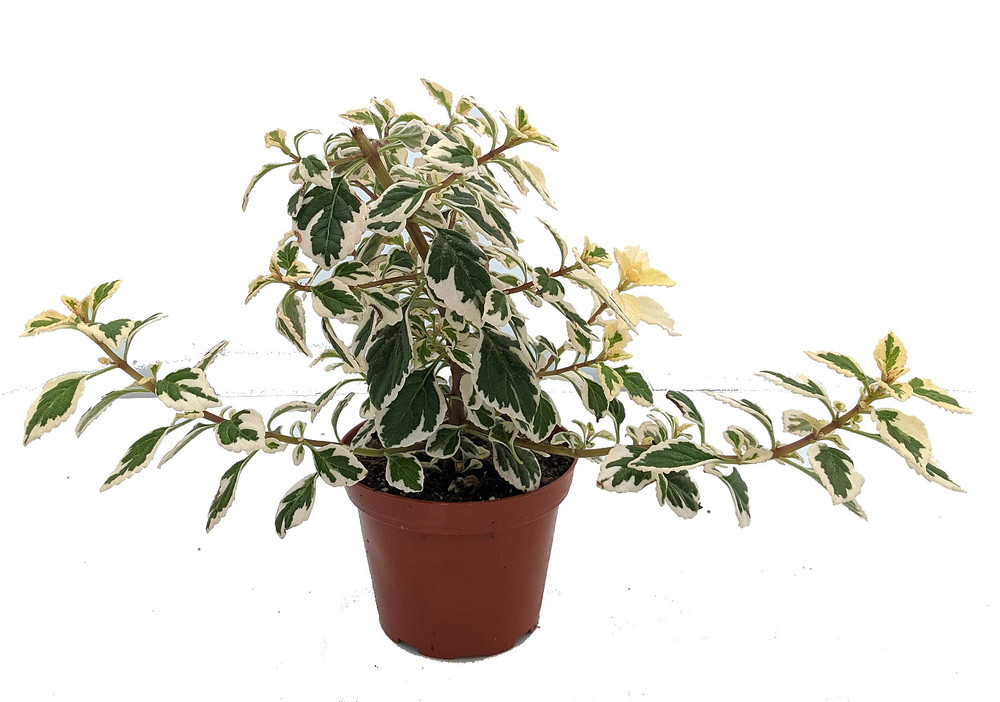 Rare Kandy Kisses Plant - Hemizygia - 4.5" Pot -