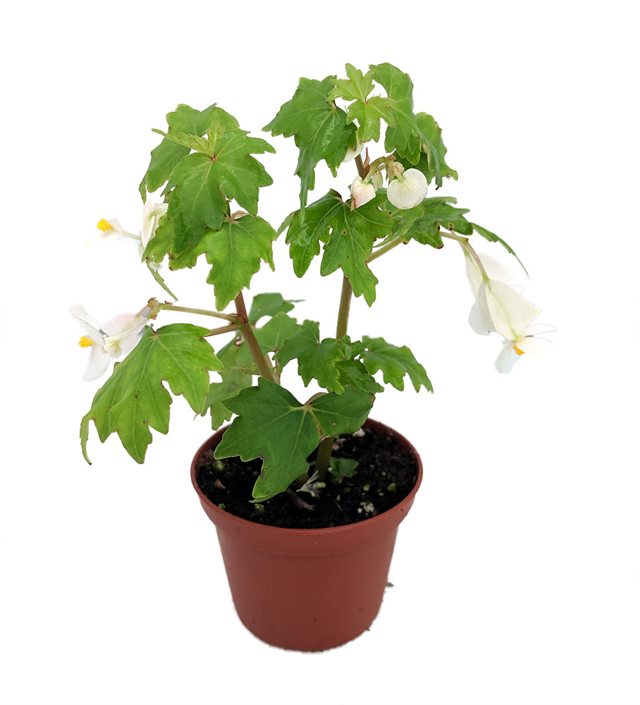 Heirloom Lacy Wing White Begonia - 2.5" Pot - Great House Plant