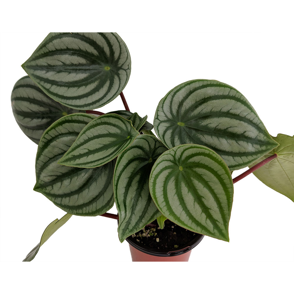 Watermelon Peperomia 2" Pot