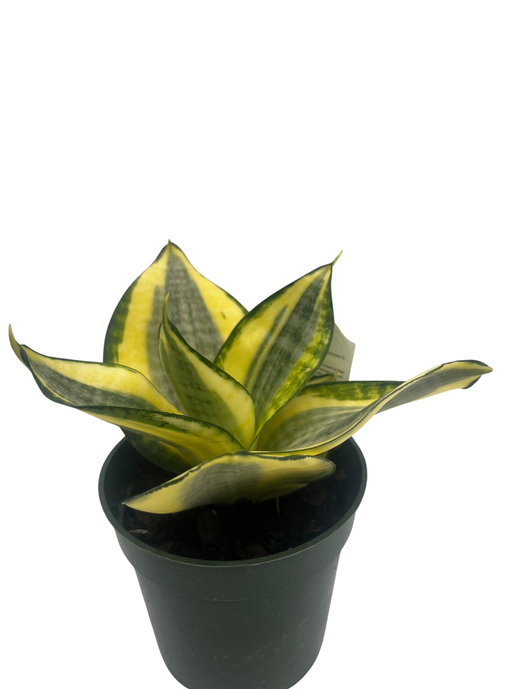 Sunny Star Birdsnest Snake Plant - Sanseveria- 4" Pot