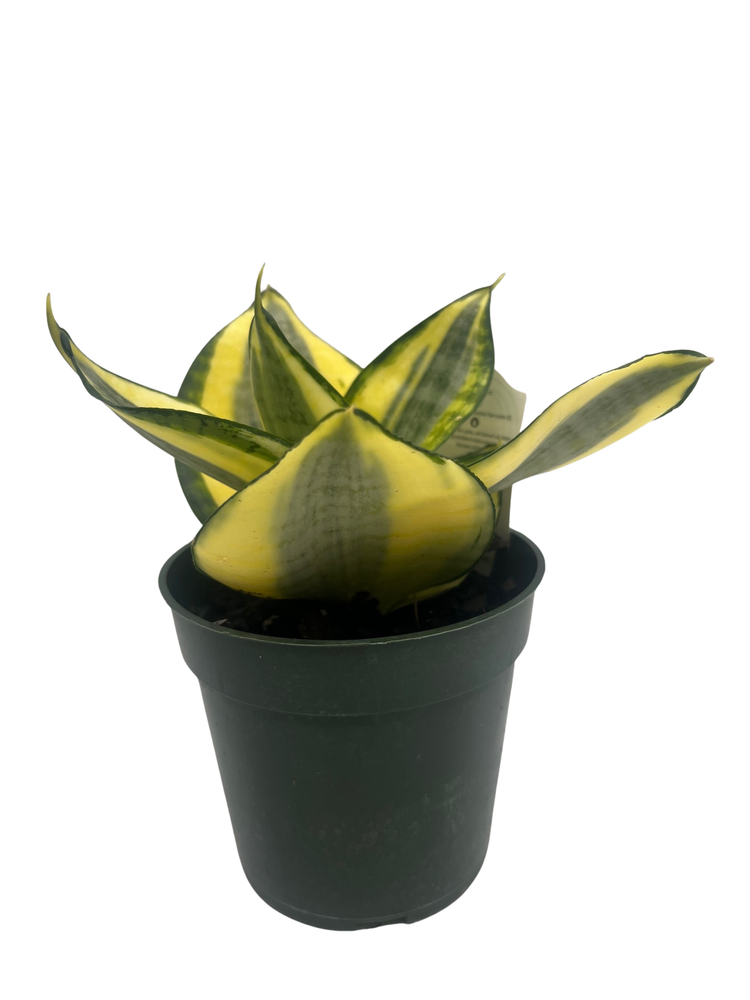 Sunny Star Birdsnest Snake Plant - Sanseveria- 4" Pot