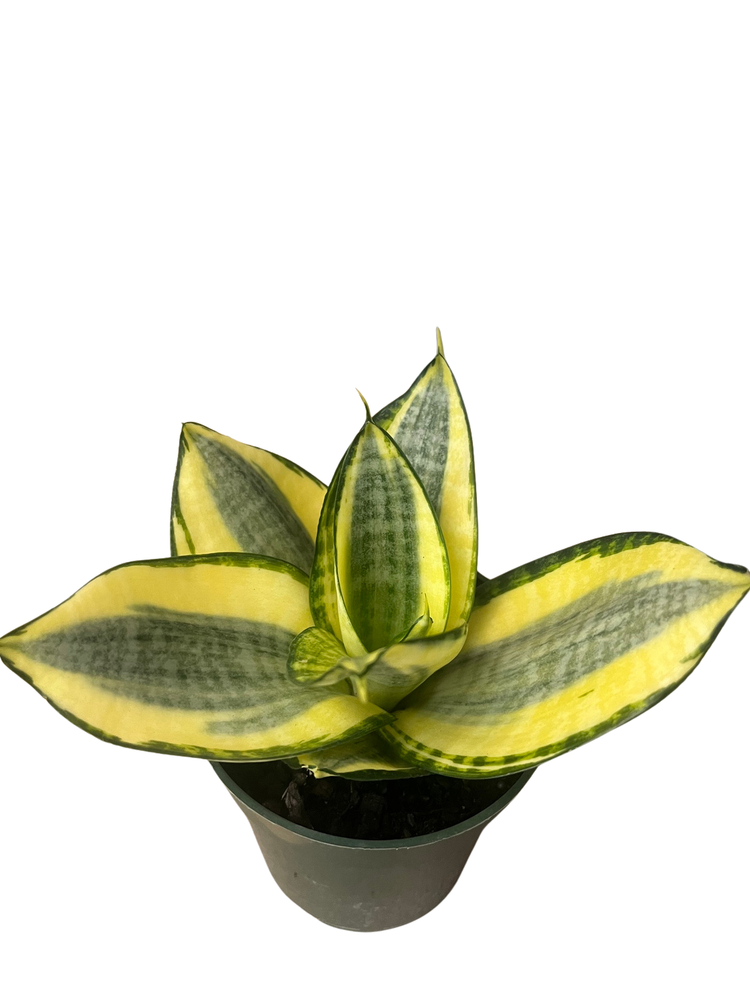 Sunny Star Birdsnest Snake Plant - Sanseveria- 4" Pot