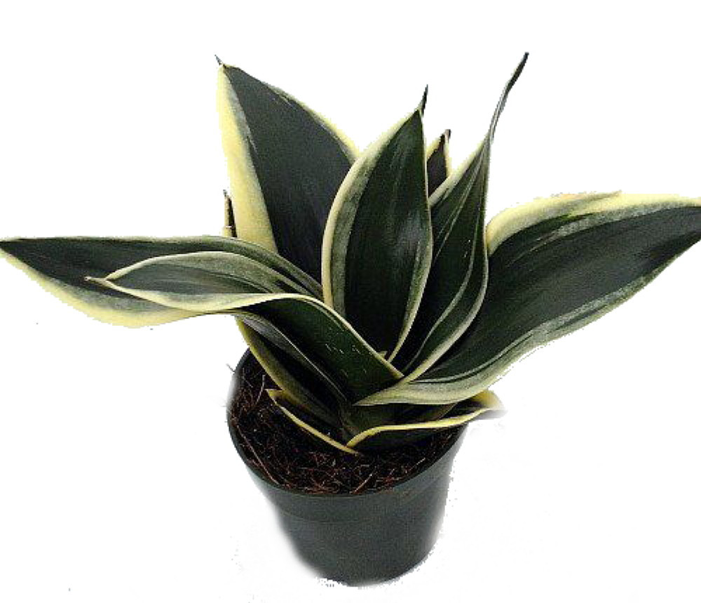 Black Star Birdsnest Snake Plant - Sanseveria - 3.7" Pot