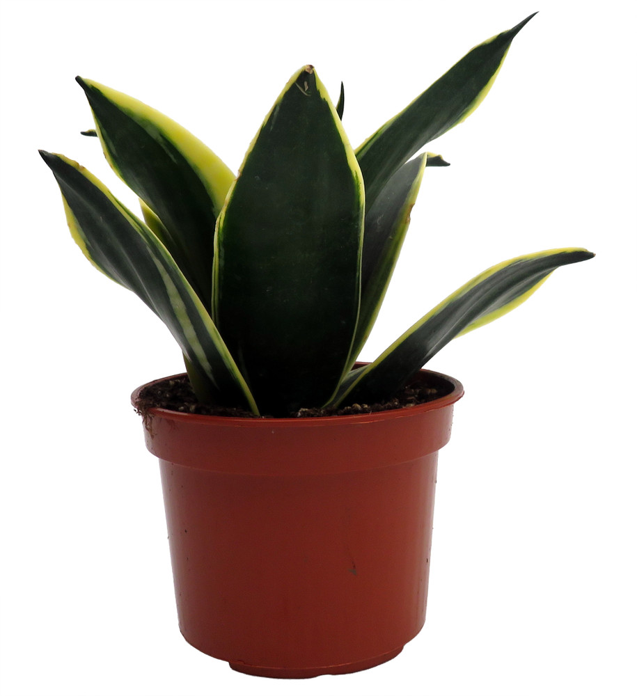 Black Star Birdsnest Snake Plant - Sanseveria - 3.7" Pot