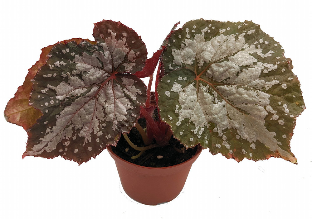 Starry Night Begonia Plant - 3.7" Pot - Terrarium/Fairy Garden/Houseplant/Bonsai