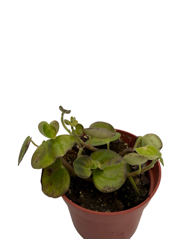 Bitcoin Chinese Money Plant -  Peperomia coin - 2.5" Pot