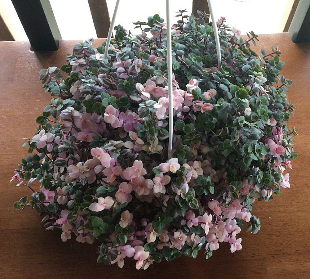 Bolivian Pink Jewel - Turtle Vine - Inch Plant - Callisia repens - 4" Mini Hanging Basket