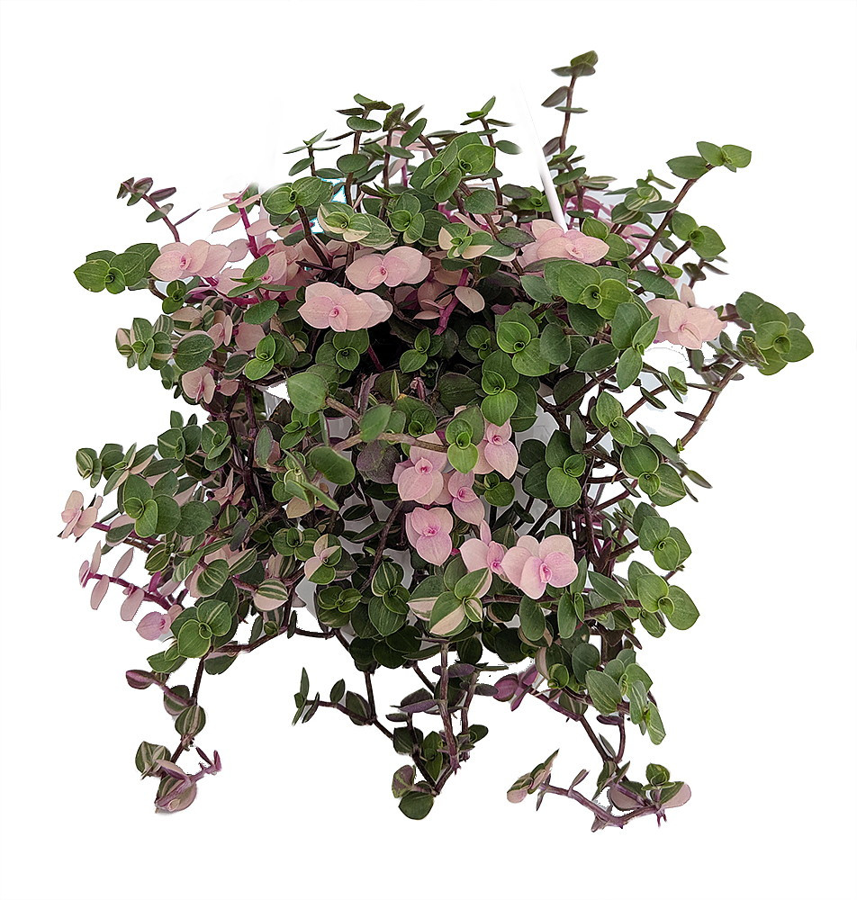 Bolivian Pink Jewel - Turtle Vine - Inch Plant - Callisia repens - 4" Mini Hanging Basket
