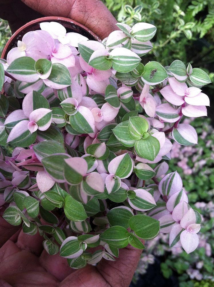 Bolivian Pink Jewel - Turtle Vine - Inch Plant - Callisia repens - 4" Mini Hanging Basket