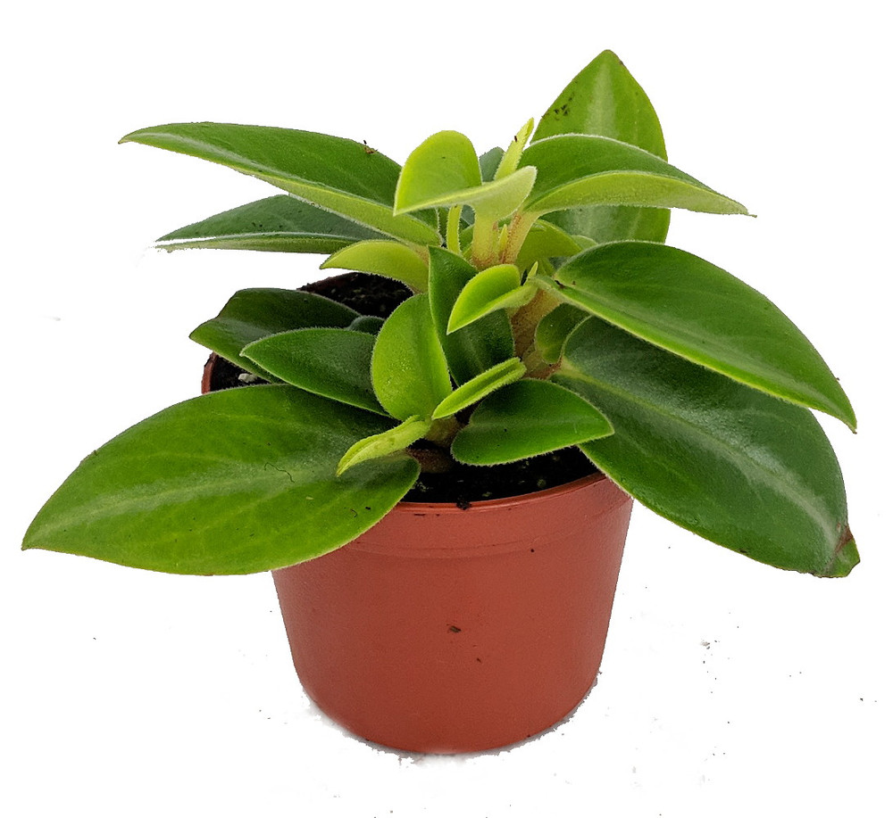 Pixie Green Peperomia - 3.75" Pot - Easy to Grow House Plant