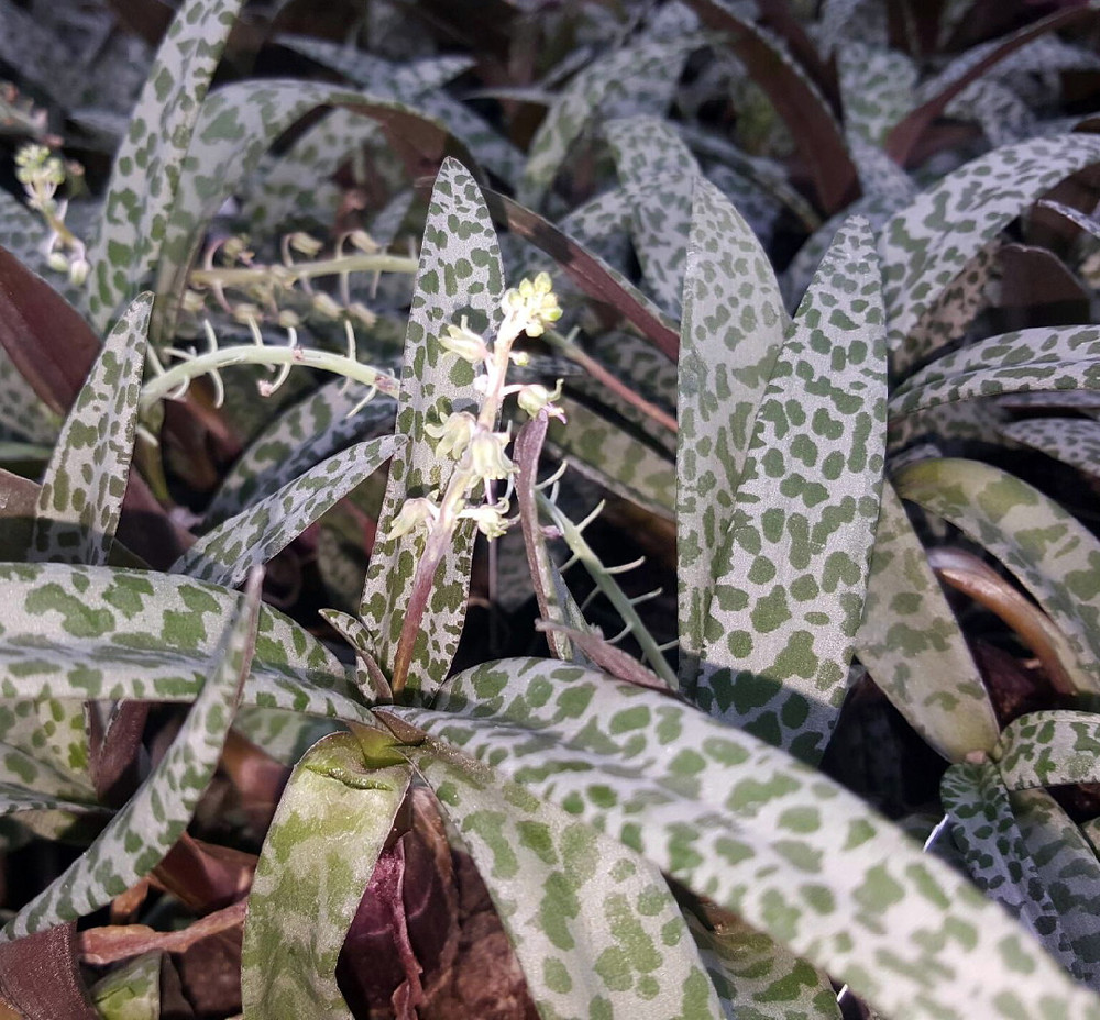 Leopard Plant - Silver Squill - Scilla violacea - 2.5" Pot -  Easy Houseplant