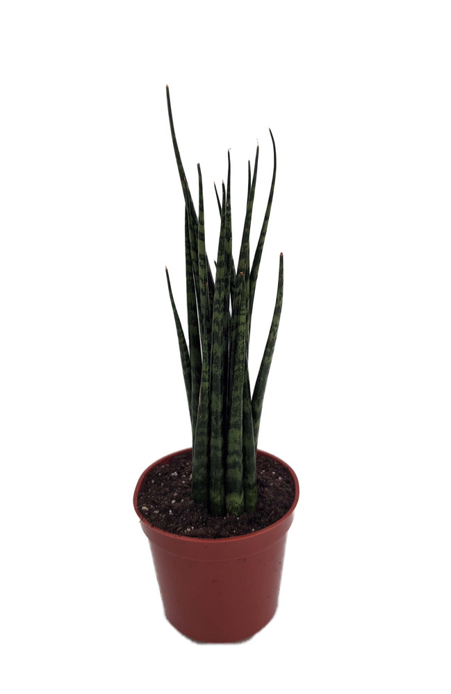 Fernwood Mikado Snake Plant - Sanseveria - Almost Impossible to kill - 2.5" Pot