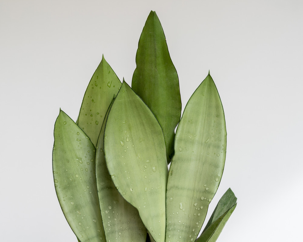 Moonshine Snake Plant - Sansevieria - Almost Impossible to kill - 4" Pot