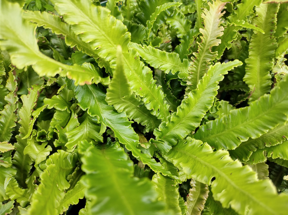 Crispy Wave Fern - 4" Pot - Asplenium - Houseplant