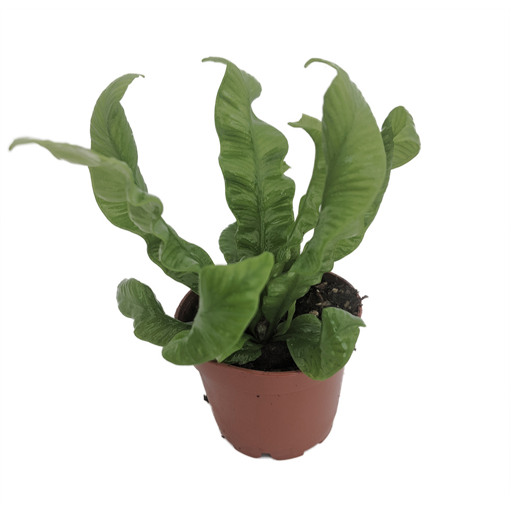 Crispy Wave Fern - 4" Pot - Asplenium - Houseplant