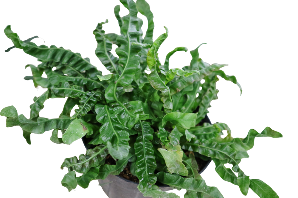 Crispy Wave Fern - 4" Pot - Asplenium - Houseplant