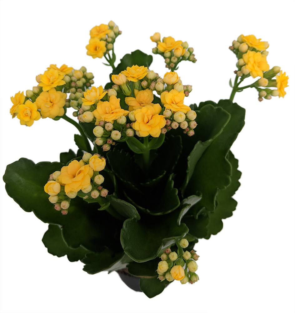 Yellow Calandiva Plant - 2.5" Pot - Kalanchoe - Double Yellow Blooms!